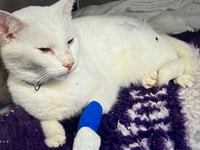 Injured cat fundraiser: Help Sanza recover after hit-and-run