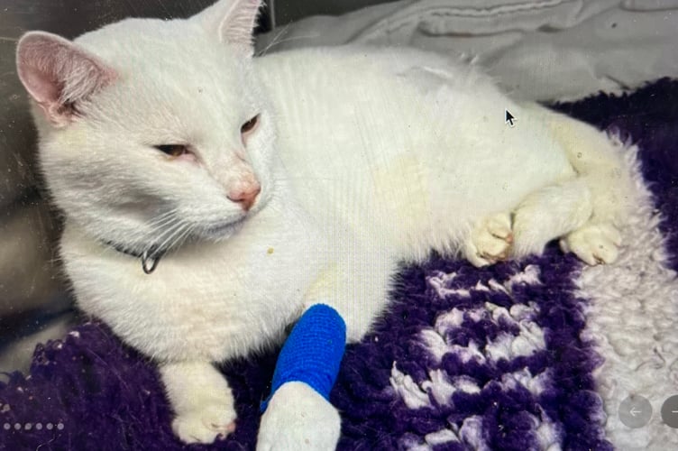 Injured cat Sanza from Shortlanesend