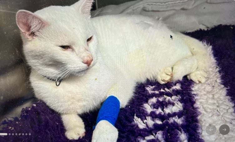 Injured cat Sanza from Shortlanesend