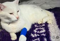 Injured cat fundraiser: Help Sanza recover after hit-and-run