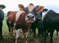 Farming emissions drop across England despite regional disparities