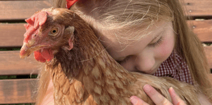 Adopt a hen: 150 ex-commercial hens need homes in Cornwall