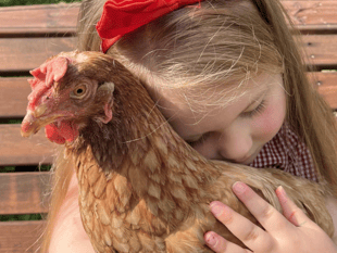 Adopt a hen: 150 ex-commercial hens need homes in Cornwall