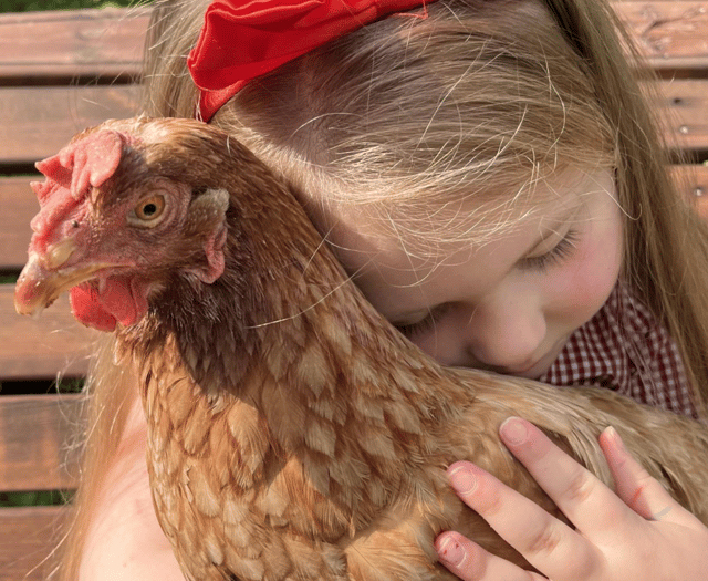 Adopt a hen: 150 ex-commercial hens need homes in Cornwall