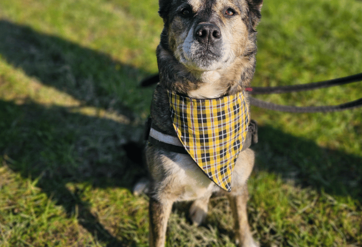 Lulu is a sweet, loving, and clever girl (Picture: RSPCA Cornwall Branch)