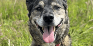Dog being cared for at RSPCA centre helping to front rehoming campaign