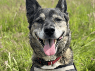 Dog being cared for at RSPCA centre helping to front rehoming campaign