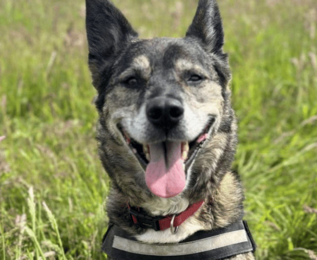 RSPCA centre re-homes 500 animals throughout the year