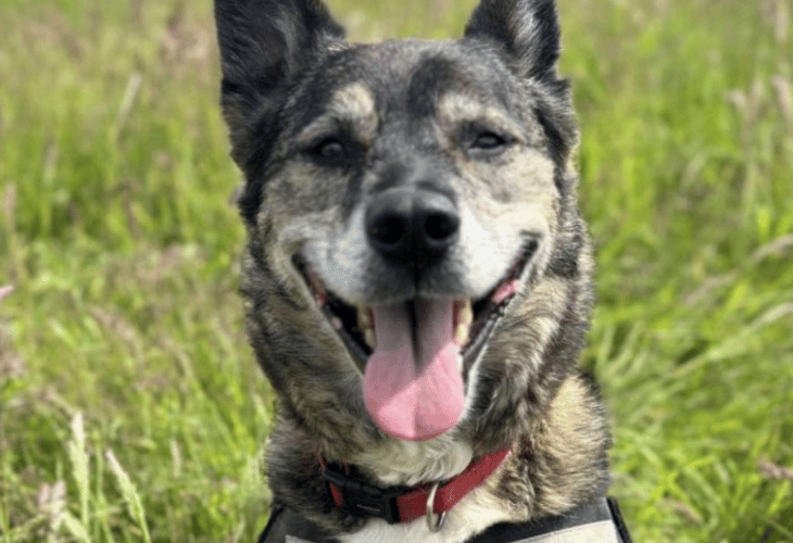 Lulu who is helping to front RSPCA campaign (Picture: RSPCA Cornwall Branch)