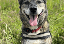 Dog being cared for at RSPCA centre helping to front rehoming campaign