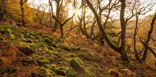 Ambitious plan to bring temperate rainforest back to Cornwall