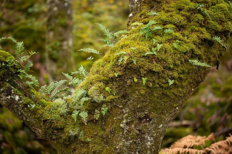 Polypody ferns and moss 