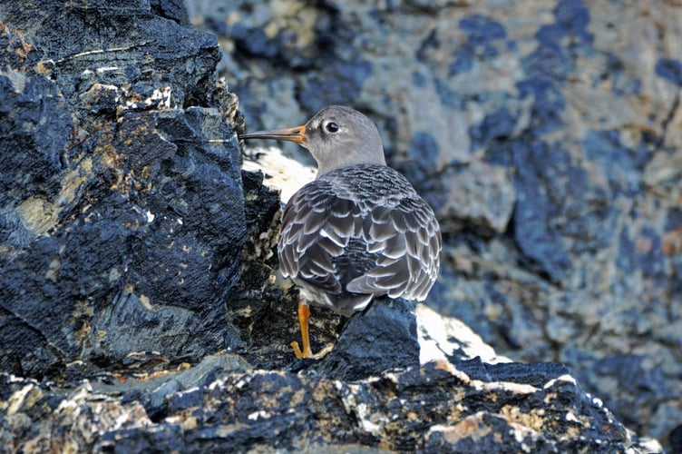 A Purple Sandpiper was among the birds spotted (Picture: RSPB Kernow)