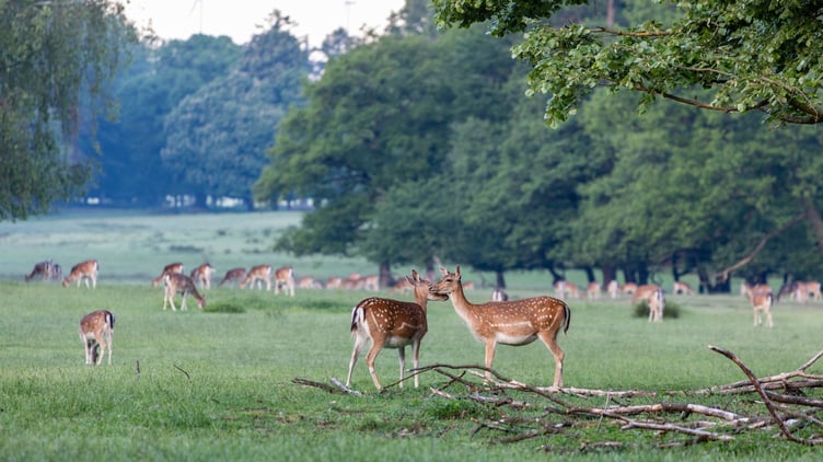 Visitors will be able to get a close glimpse of the estate’s magnificent deer herd
