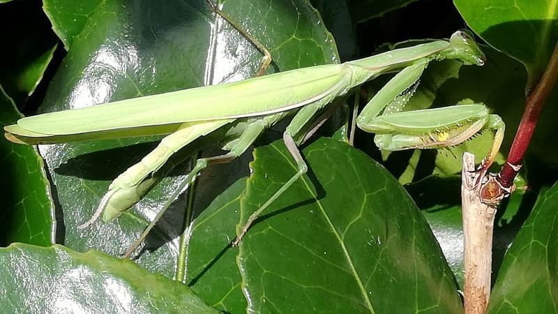 Praying Mantis Species Spotted in Cornwall for the First Time | Voi...