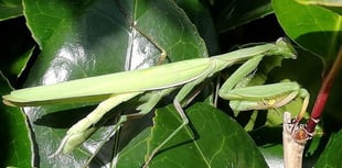 Praying mantis species spotted in Cornwall for the first time