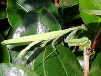 Praying mantis species spotted in Cornwall for the first time