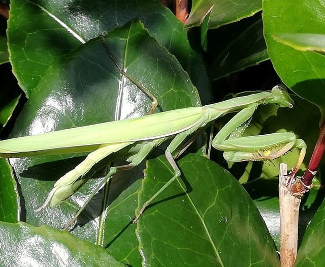 Praying mantis species spotted in Cornwall for the first time