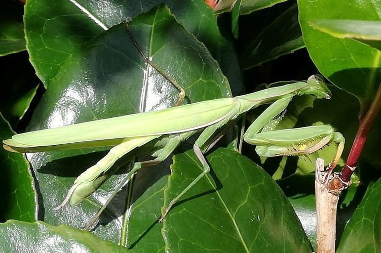 Praying mantis in Cornwall. Praying mantises have been spotted wild in the south west of England for the first time and may have arrived on winds - or in luggage.Cornwall Wildlife Trust (CWT) have reported that two recent sightings of the European praying mantis had been recorded in gardens near Truro and Mousehole.The sightings mark the first records of this particular species of mantis living in Cornwall, and the charity have said it believes the mantises might have been blown over to the south west of England on strong winds or "escaped" from someone's pet collection.
