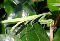 Praying mantis species spotted in Cornwall for the first time