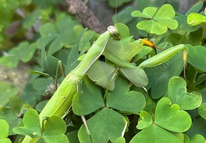 Praying mantis in Cornwall. Praying mantises have been spotted wild in the south west of England for the first time and may have arrived on winds - or in luggage.Cornwall Wildlife Trust (CWT) have reported that two recent sightings of the European praying mantis had been recorded in gardens near Truro and Mousehole.The sightings mark the first records of this particular species of mantis living in Cornwall, and the charity have said it believes the mantises might have been blown over to the south west of England on strong winds or "escaped" from someone's pet collection.