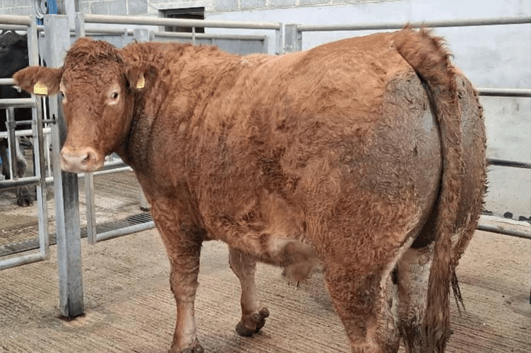 A monstrous 819kg Limousin x from Mr T Eustice of Crantock, Newquay
realised 376p/kg and a resultant £3,079.