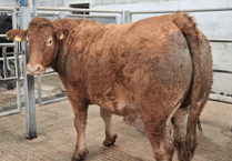 Truro Livestock Market Report: Wednesday, October 1