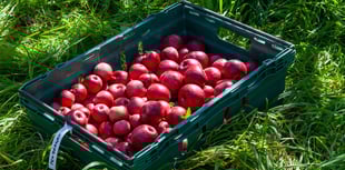 Kirstie Newton: Hot off the (apple) press 