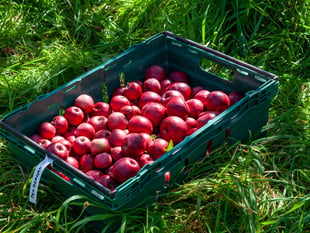 Kirstie Newton: Hot off the (apple) press 