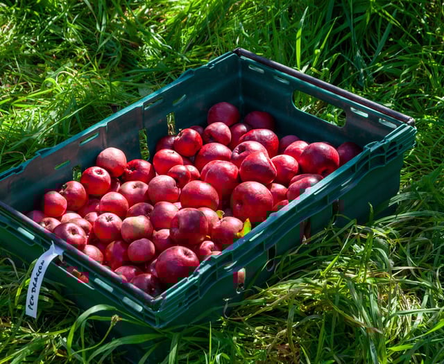 Kirstie Newton: Hot off the (apple) press 