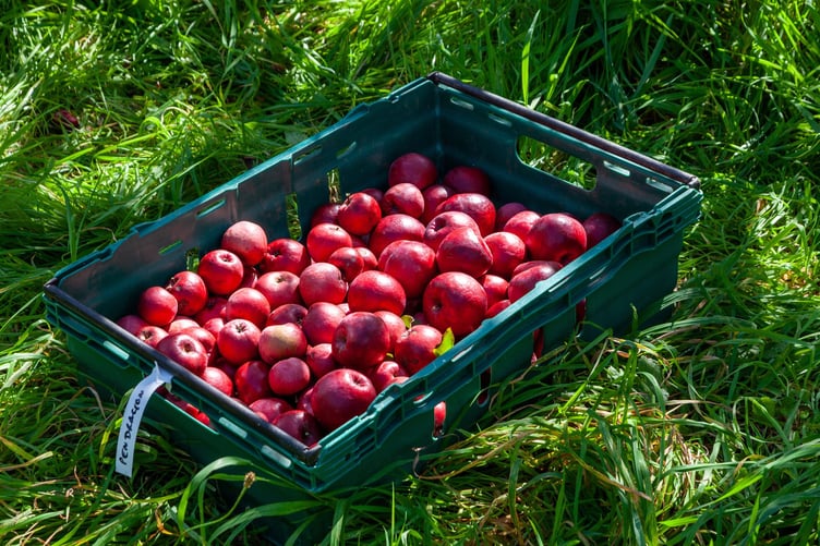 Freshly picked apples in a crate at Cotehele, Cornwall