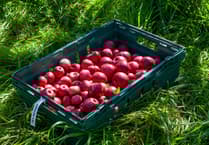 Kirstie Newton: Hot off the (apple) press