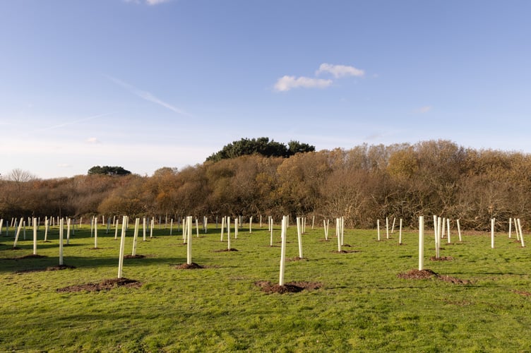 How the orchard started