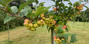 Orchard planted to celebrate community spirit bearing fruit