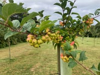 Orchard planted to celebrate community spirit bearing fruit