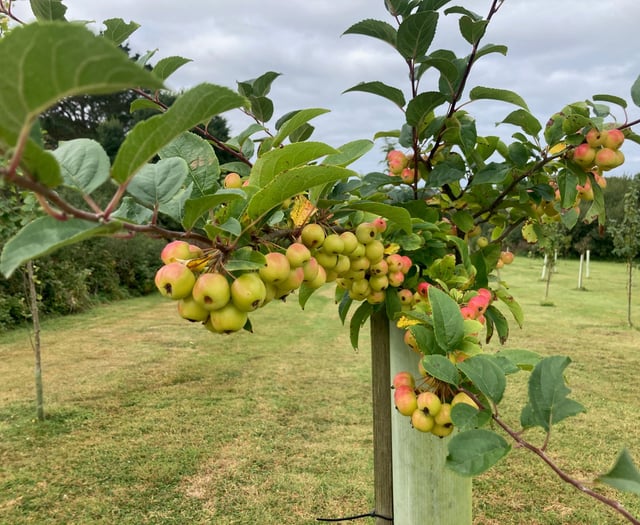 Orchard planted to celebrate community spirit bearing fruit