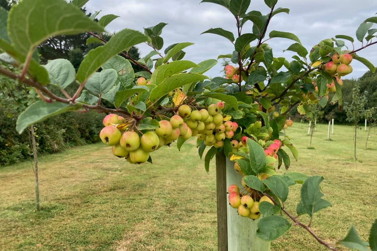 RAF St Mawgan's Platinum Orchard is thriving