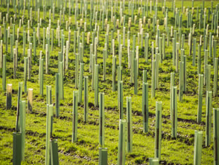 Community invited to help plant new woodland