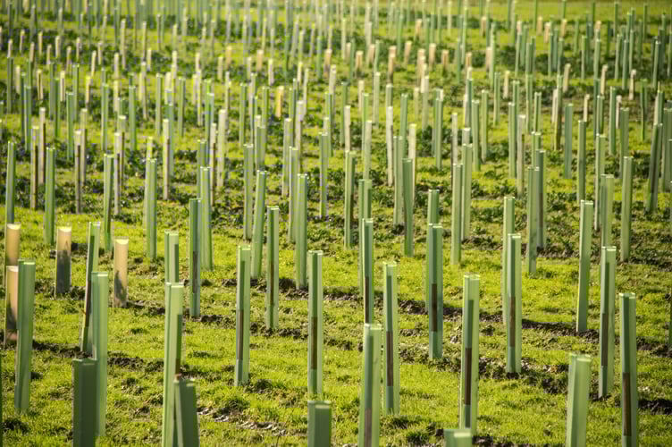 Example of how the new woodlands might look once planted.