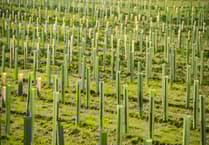 Community invited to help plant new woodland