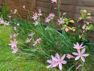 Martin Pallett: Still lots to enjoy in the garden at this time of year