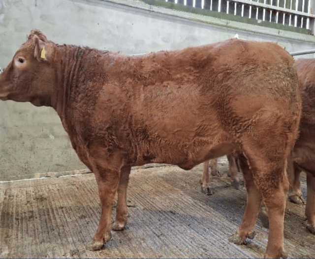 Truro Livestock Market Report: Wednesday, October 8
