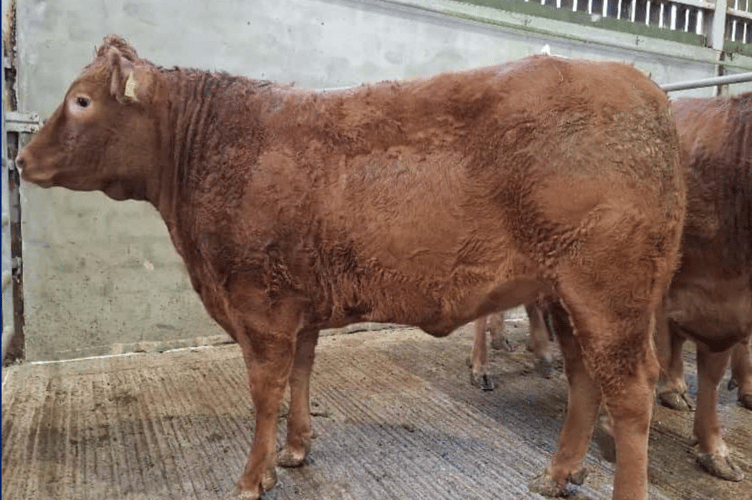 Limousin x to 430p (726kg) for Mr M A Grigg of St Austell.