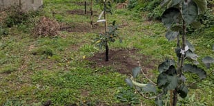 Plans to create orchard come to fruition
