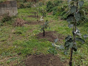 Plans to create orchard come to fruition