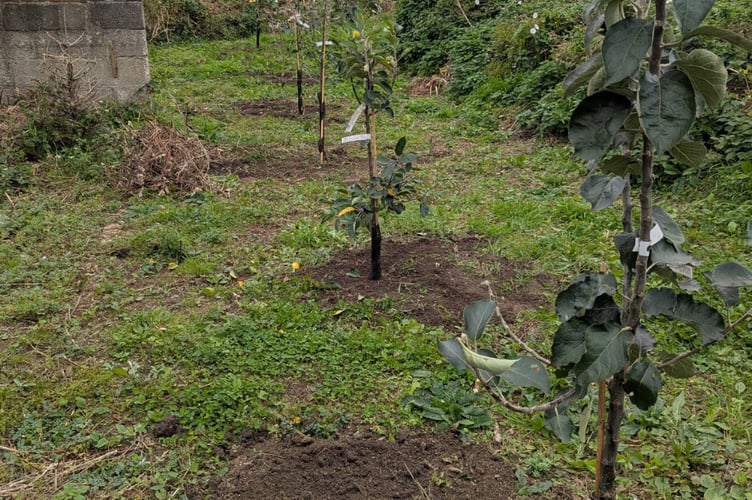 Apple and pear trees have been planted at the orchard (Picture: Newquay Town Council)