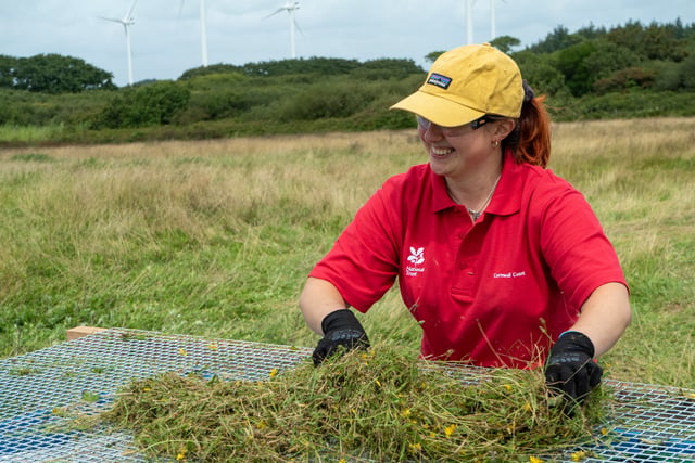 Cornwall leads the way in largest meadow restoration project 