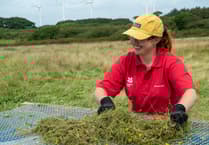 Cornwall leads the way in National Trust’s largest meadow restoration project