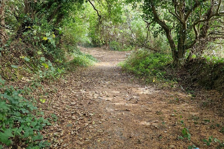 Leafy Piggy Lane is popular with dog walkers