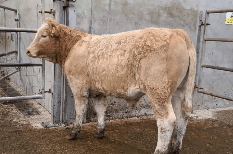 “8 month old Limousin x suckled calf steer to £1550 for Mr P I Hodge
of Manaccan, Helston”.